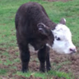 Meet your Posher, Coraline